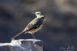 Foto Calandria Mora
