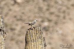 Foto Calandria Mora