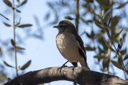 Foto Calandria Real