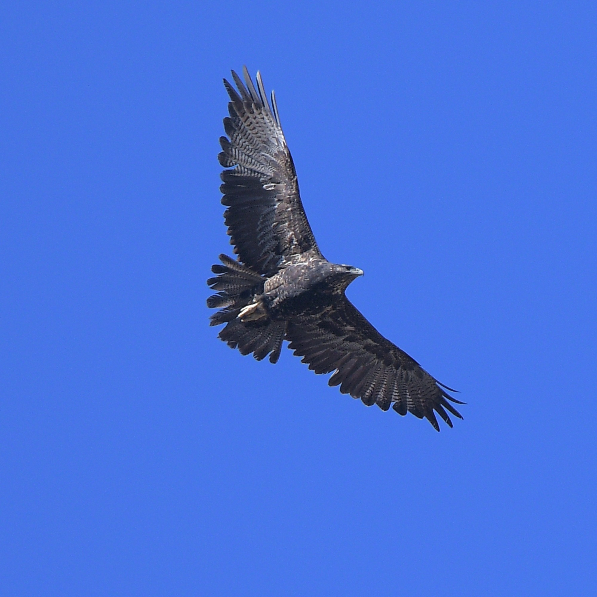 Foto Águila Mora