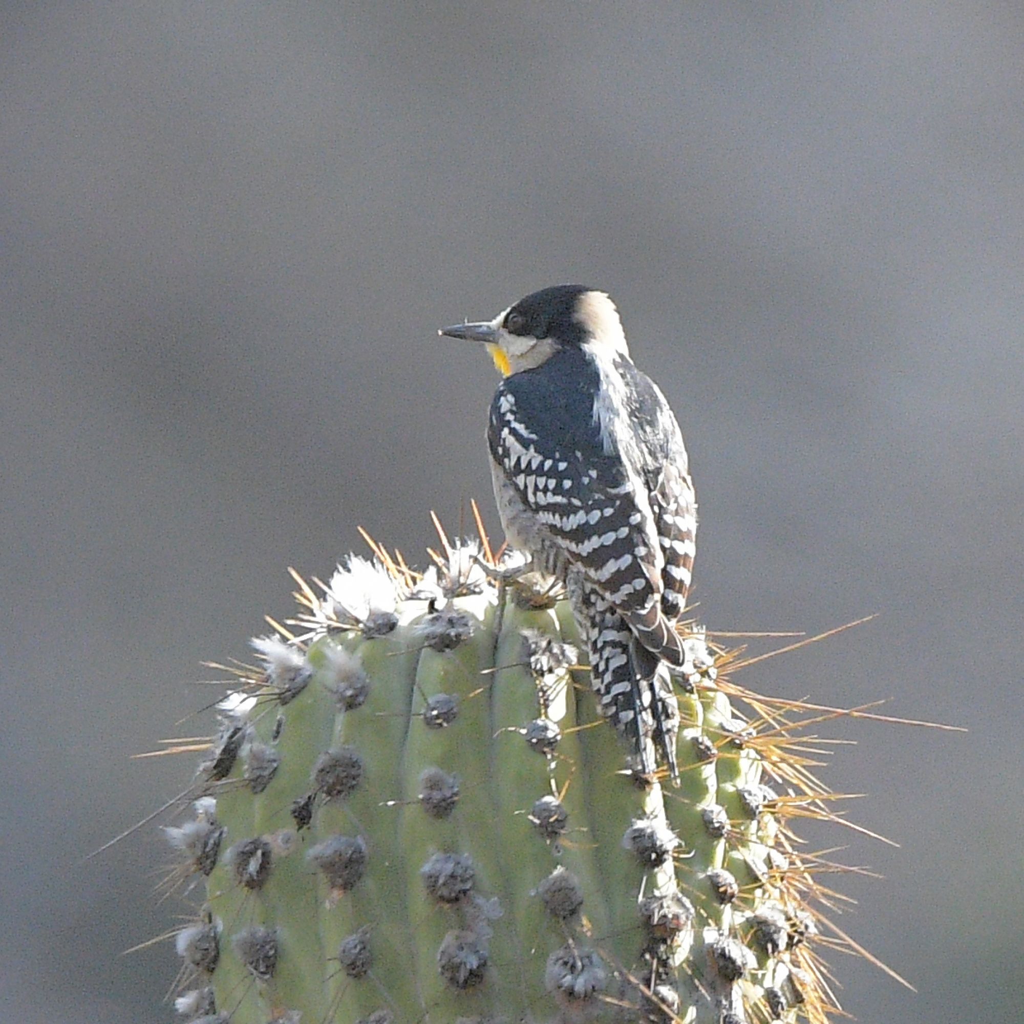 Foto Carpintero del Cardón