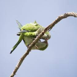 Foto Cotorra