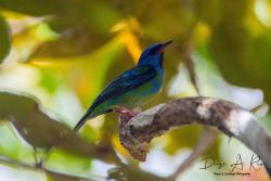 Foto Saí Azul