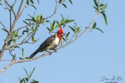 Foto Cardenal Común