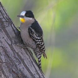 Foto Carpintero del Cardón