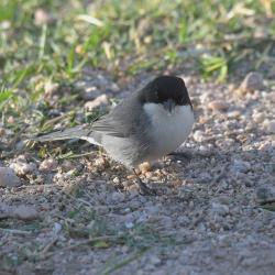 Foto Monterita Cabeza Negra