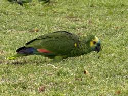 Foto Loro Hablador