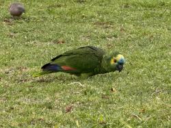 Foto Loro Hablador