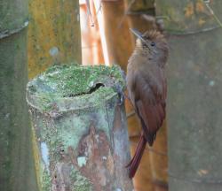 Foto Arapasú
