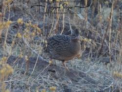 Photo Inambú Silbón