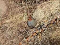 Photo Monterita Serrana