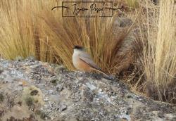 Photo Dormilona Canela