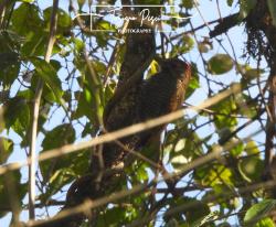 Foto Carpintero Oliva Yungueño