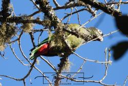 Photo Loro Maitaca
