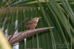 Foto Ratona Común
