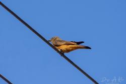 Foto Birro Común