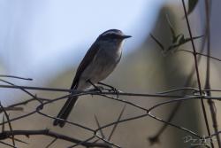 Photo Pitajo Gris