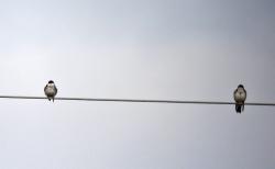 Foto Golondrina Barranquera