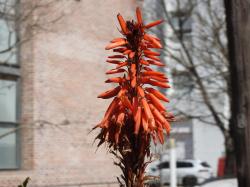 Foto Aloe Candelabro