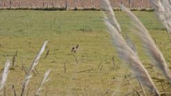 Foto Liebre Europea