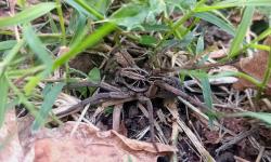 Photo Araña Lobo de Pastizal