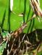 Amblytropidia australis