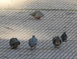 Foto Torcaza Común
