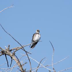 Photo Golondrina Parda