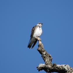 Photo Golondrina Parda