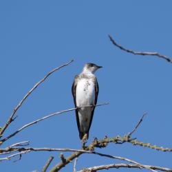 Foto Golondrina Parda