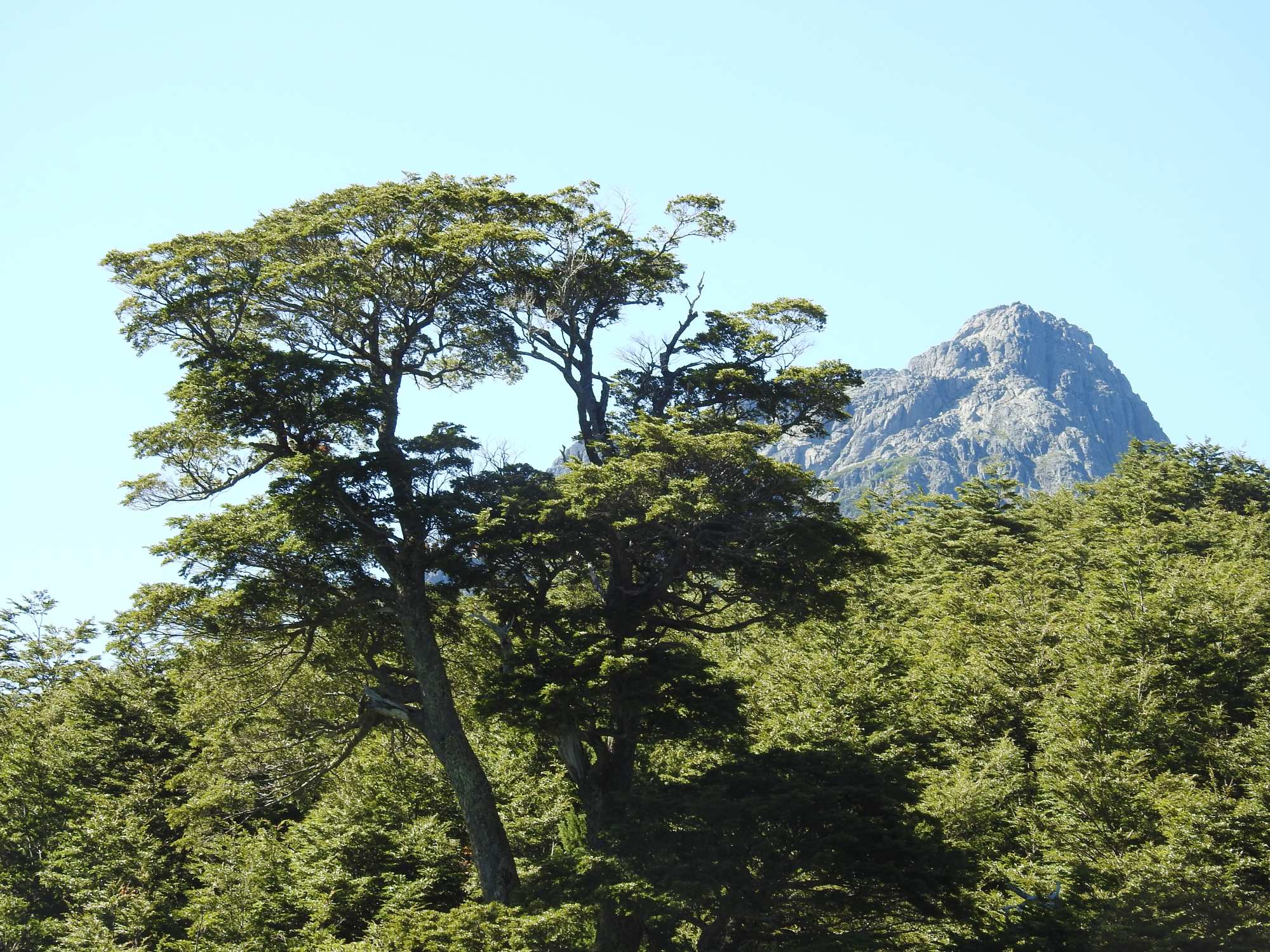 Photo Coihue