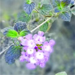 Foto Lantana Morada