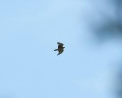 Photo Aguilucho Andino