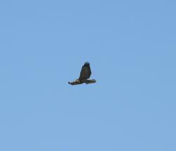 Photo Águila Mora