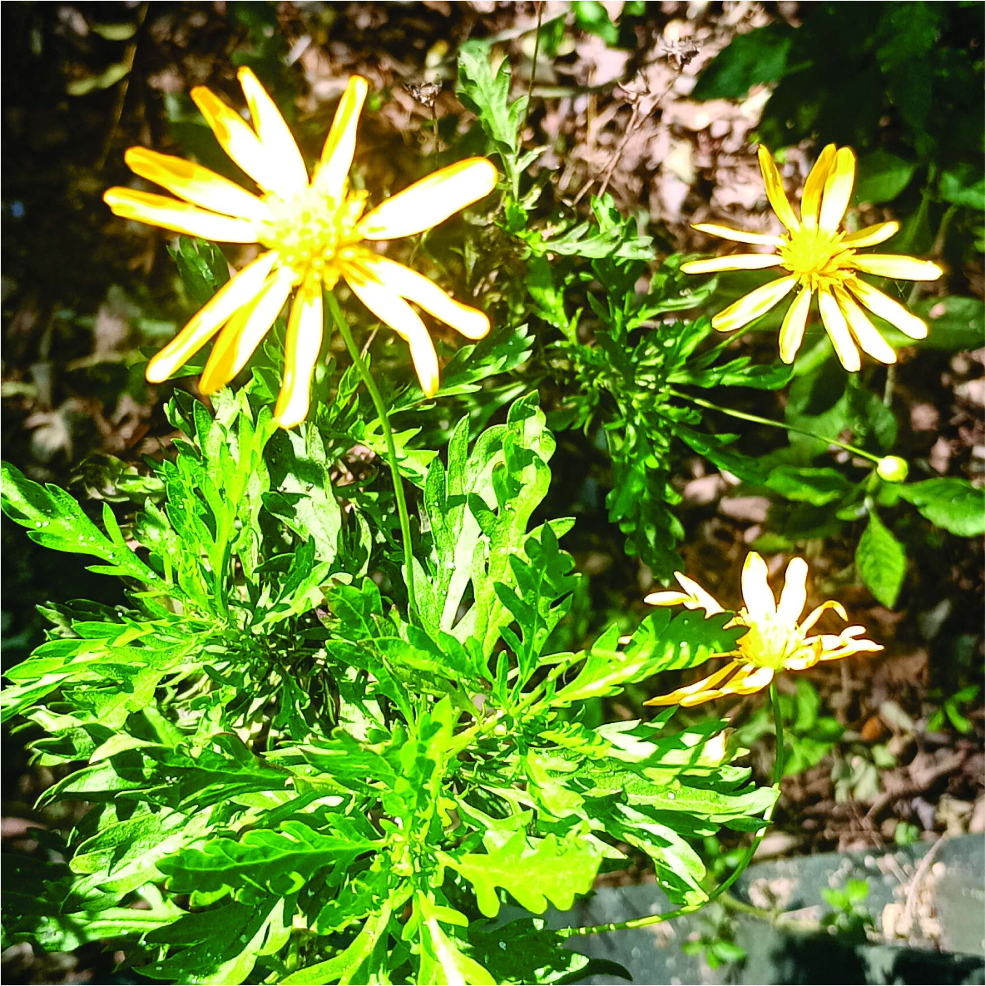 Foto Margarita De Oro