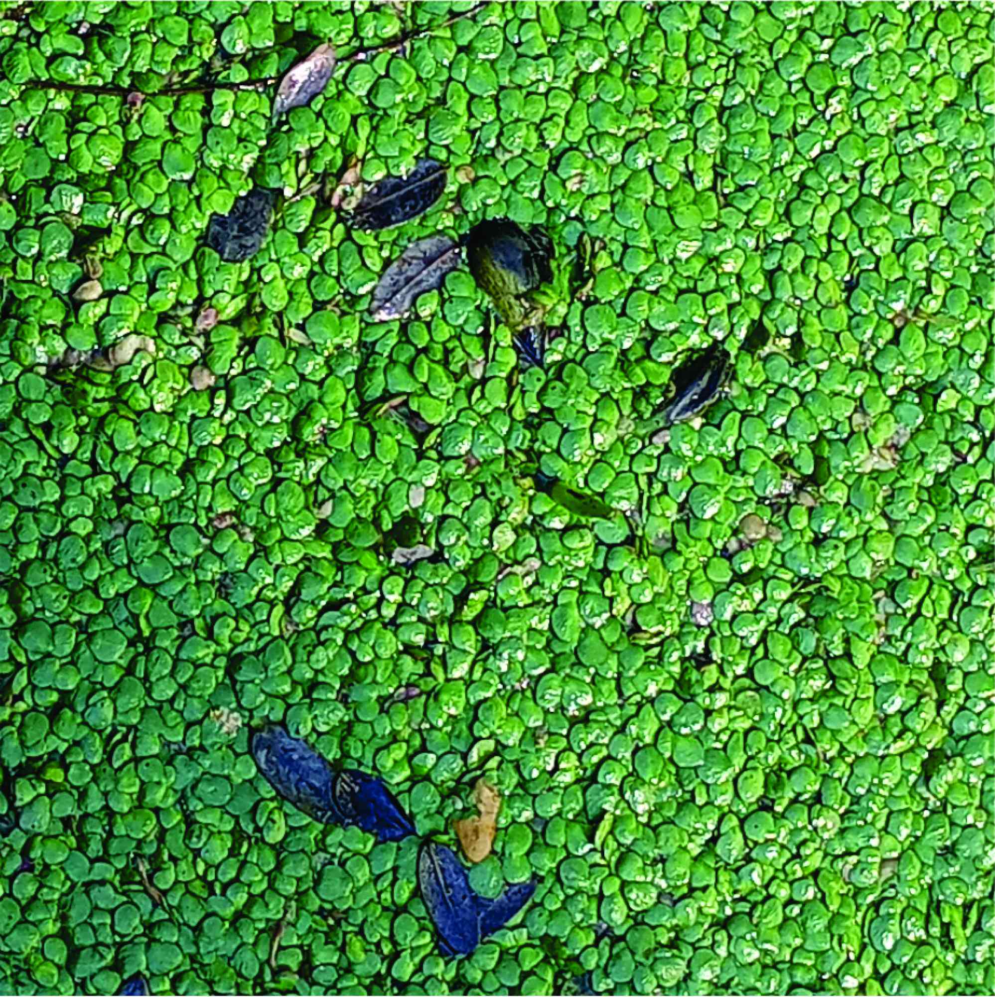 Foto Lenteja De Agua Menor