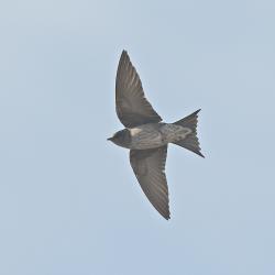Photo Golondrina Negra
