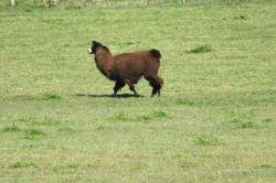 Foto Llama Doméstica