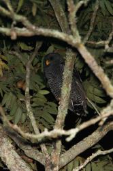 Photo Lechuza Negra