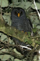 Photo Lechuza Negra