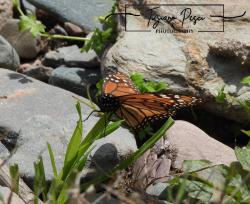 Photo Monarca del Sur