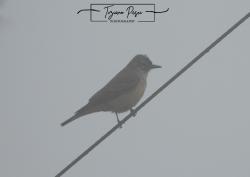 Foto Birro Grande