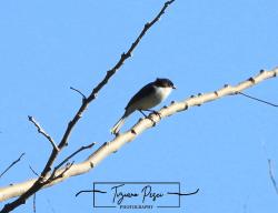 Foto Monterita Cabeza Negra