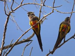 Foto Loro Barranquero