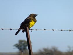 Foto Pecho Amarillo Común