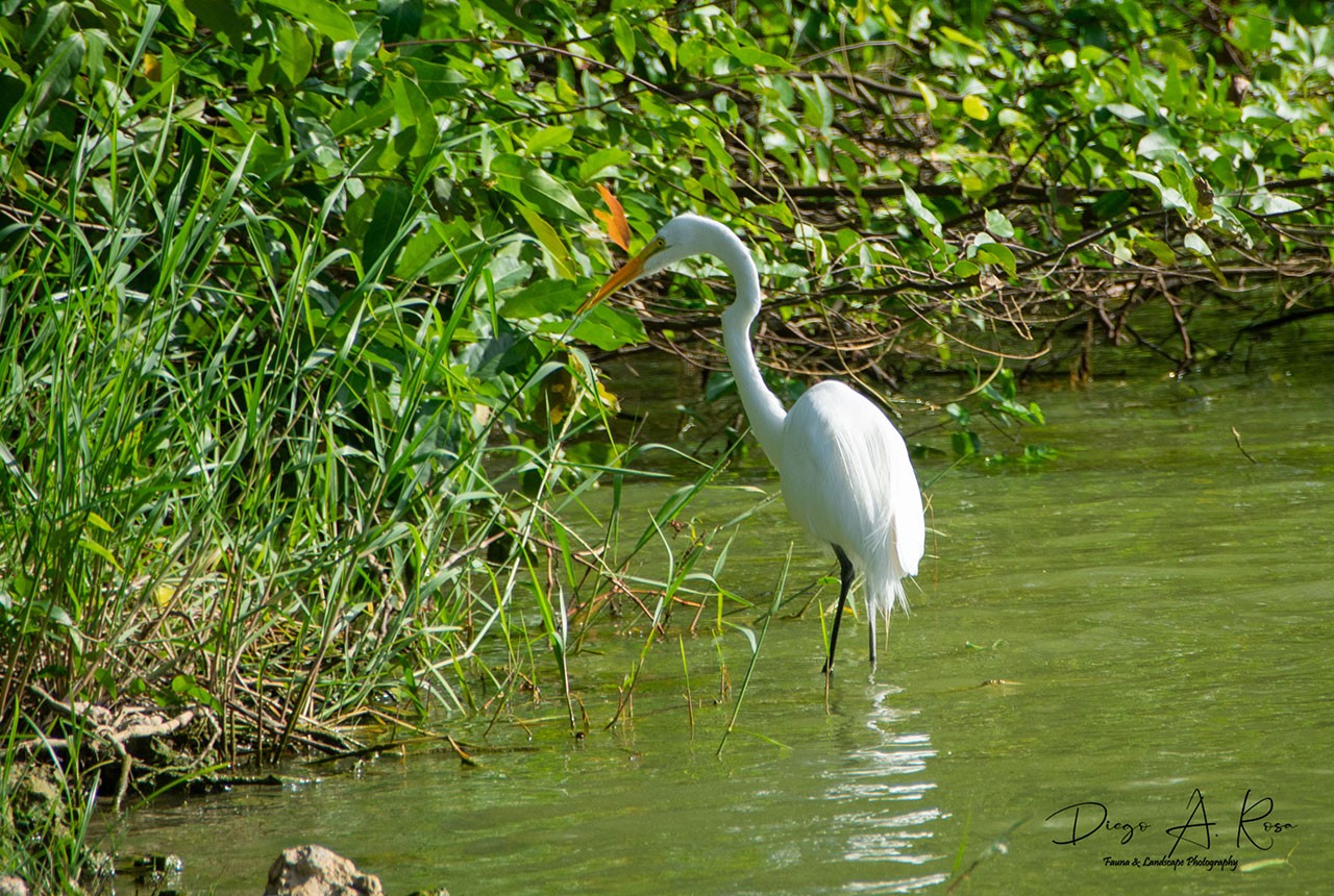 Foto Garza Blanca