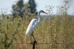 Foto Garza Blanca