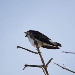 Foto Golondrina Parda