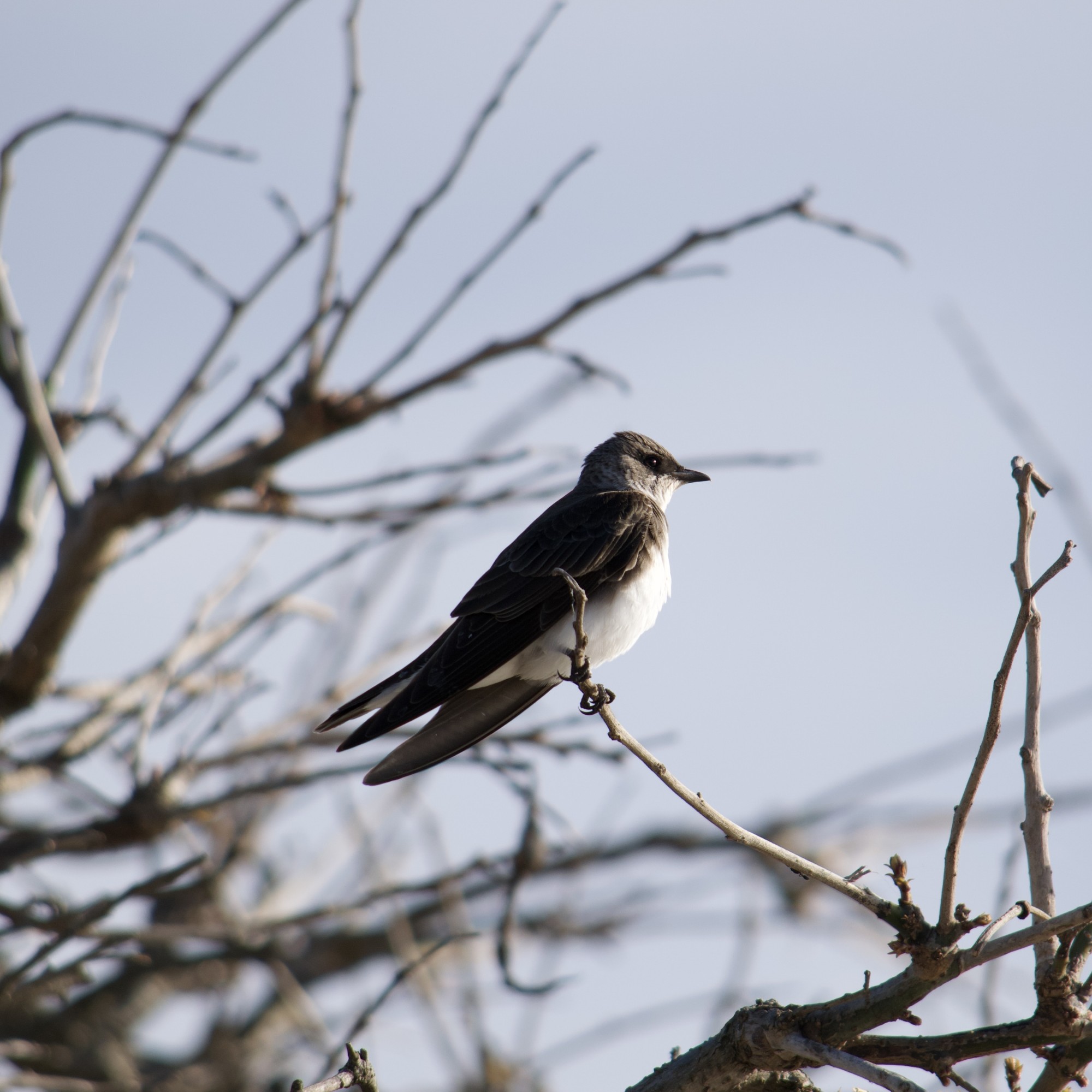Photo Golondrina Parda
