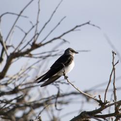 Foto Golondrina Parda